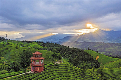 恩施鹤峰走马镇:荒山变成生态茶园